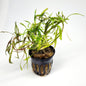 Pogostemon Stellatus 'Octopus'