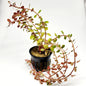 Rotala Vietam H'ra