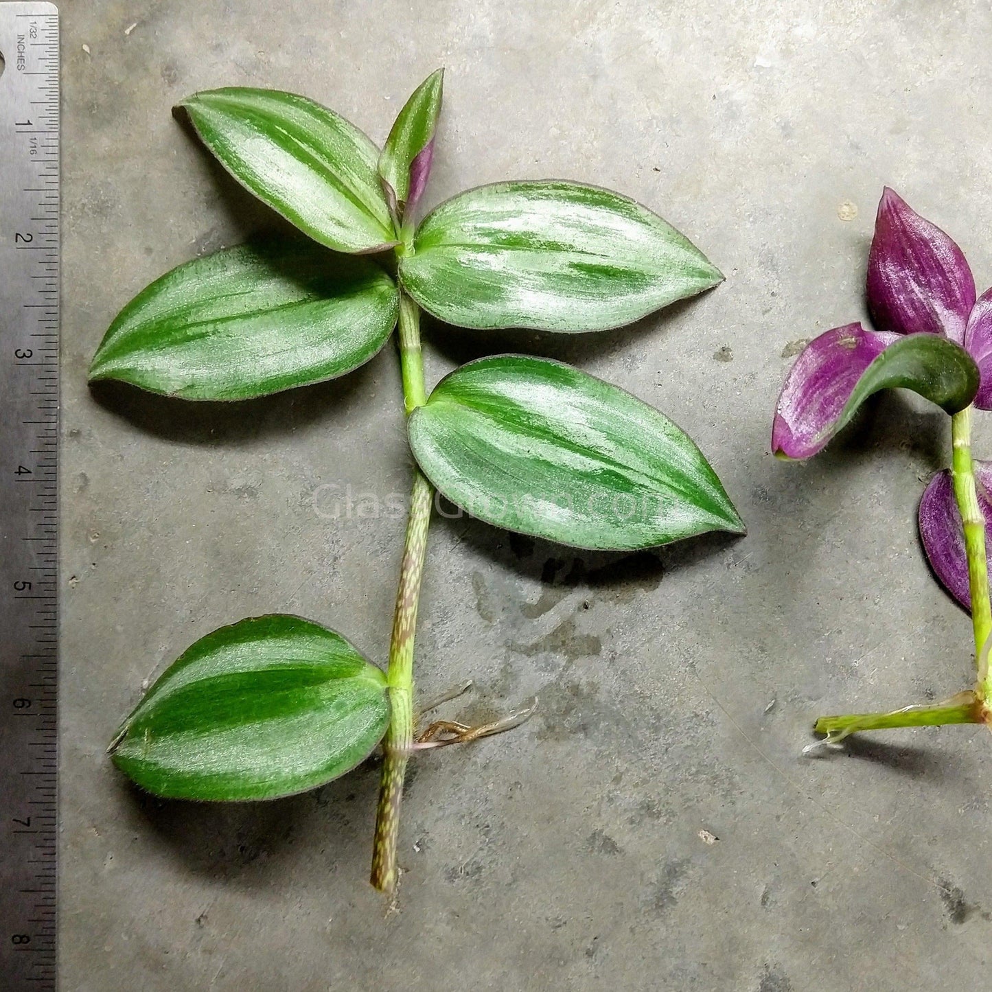 Purple Zebrina