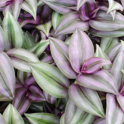 Purple Zebrina