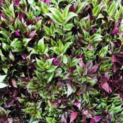 Purple Zebrina