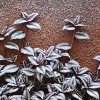 Purple Zebrina