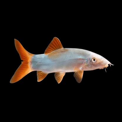 COLORED BOTIA (LOACH)