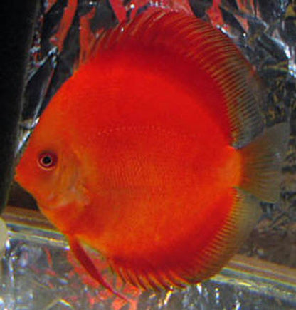 Super Red Discus