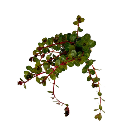 Rotala Vietnam