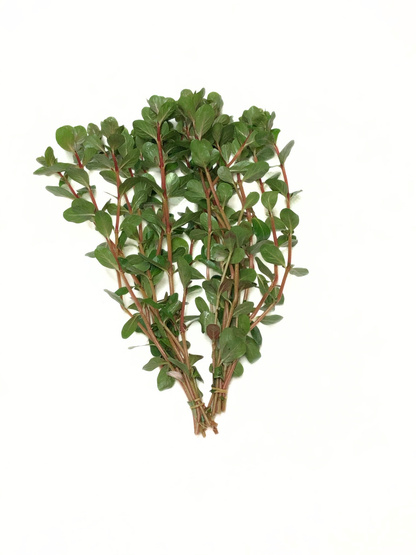 Rotala Vietnam