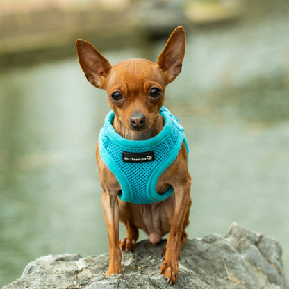 Mr. Peanut's PupTrek Soft Mesh Pet Harness with Matching Leash – Adjustable, Breathable, Choke-Free