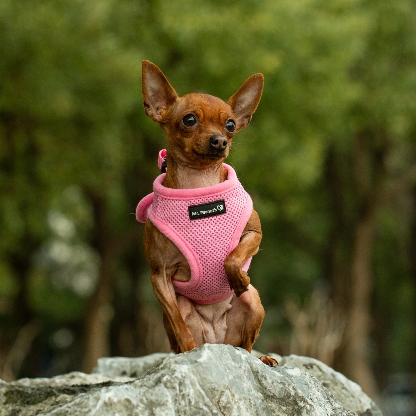 Mr. Peanut's PupTrek Soft Mesh Pet Harness with Matching Leash – Adjustable, Breathable, Choke-Free