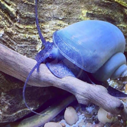 Blue Mystery Snails (Pomacea bridgesii) PACK OF 6