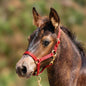 Jeffers Adjustable Nylon Miniature Horse Halter