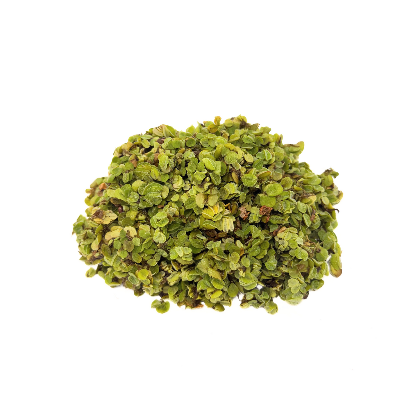 Water Spangle | Salvinia Minima