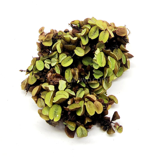 Salvinia Minima 4oz Portion