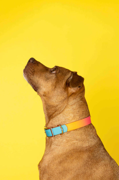 Pippa Dog Collar