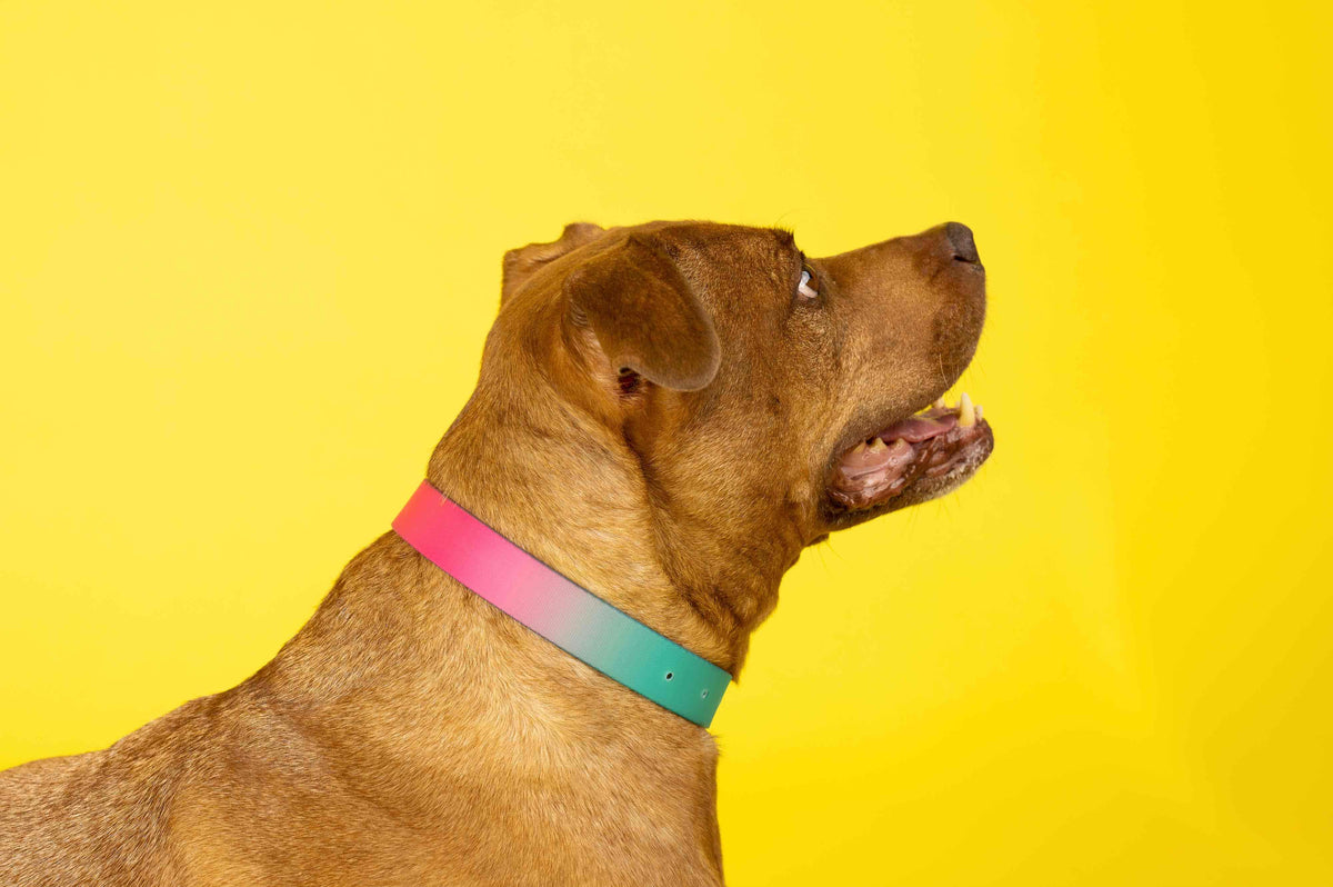 Pippa Dog Collar