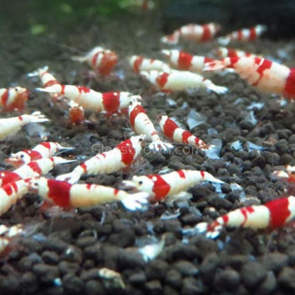 Shrimp Snowflake Treat