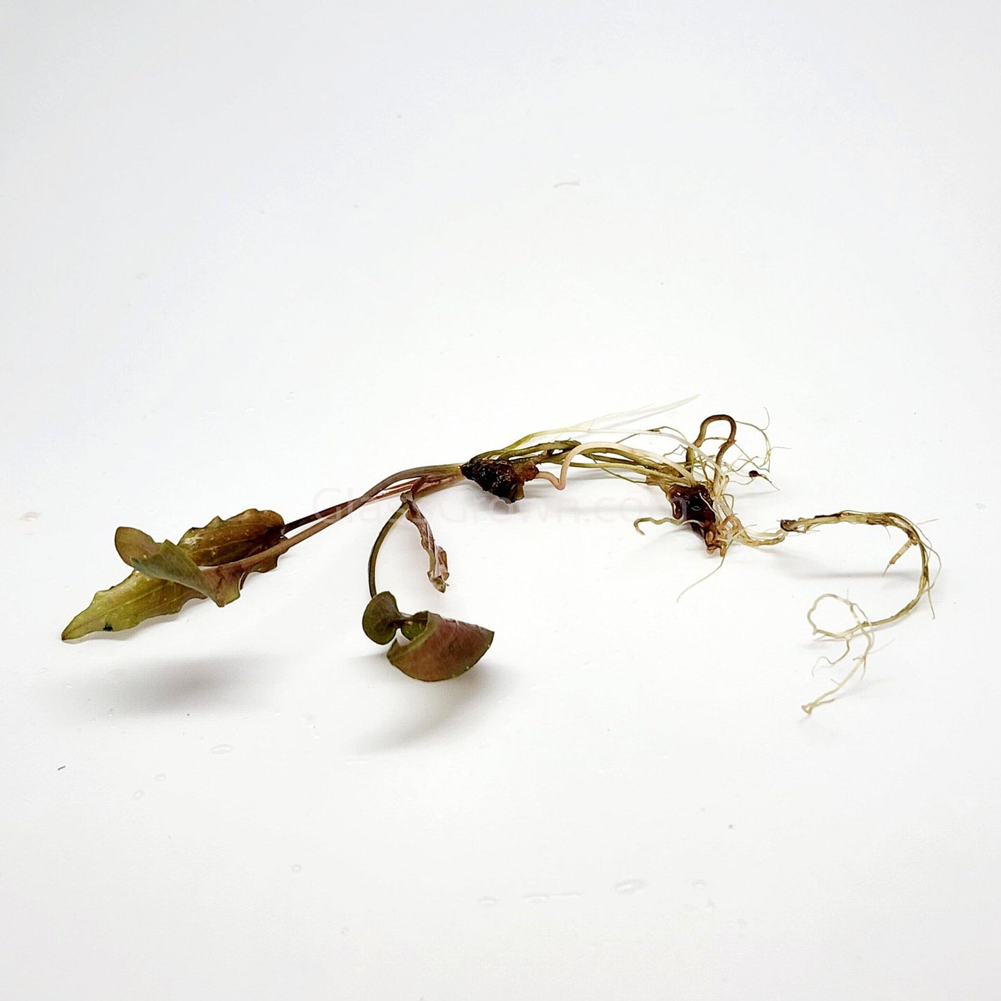 Cryptocoryne ' Mi Oya'