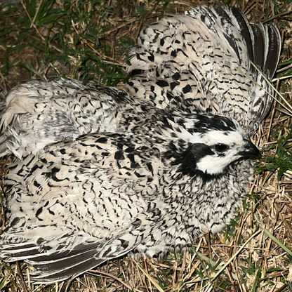 Fertile Quail Eggs – Choose Your Variety