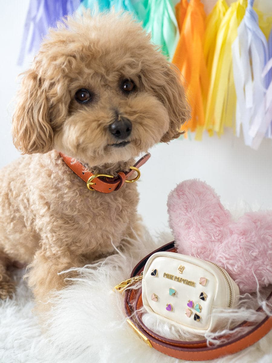 Ainsley Dog Collar
