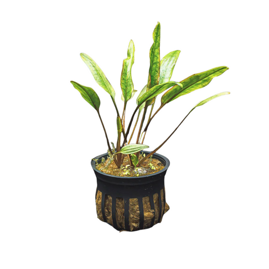Cryptocoryne Lutea