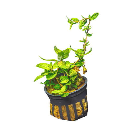 Staurogyne Repens