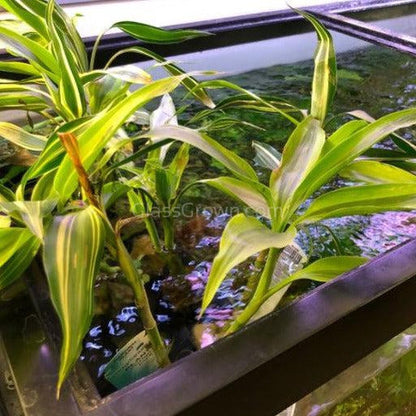 Striped Lucky Bamboo