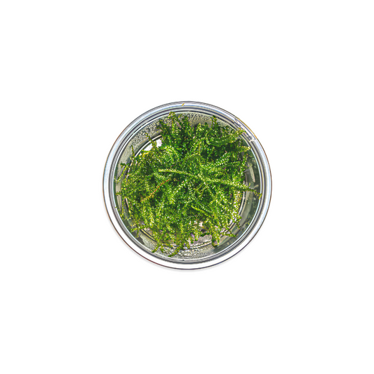 Taiwan Moss | Taxiphyllum Alternans
