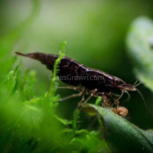 Black Onyx Dwarf Shrimp 10+ Pack