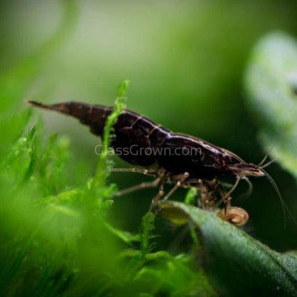 Black Onyx Dwarf Shrimp 10+ Pack