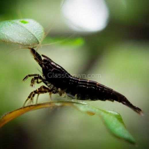 Skittles Dwarf Shrimp 10+ Pack