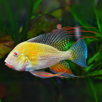 Albino Geophagus Heckelii- Albino Threadfin Acara 2.5"-3"