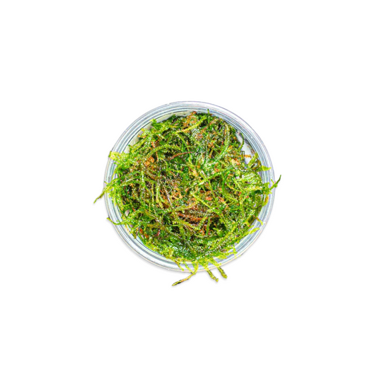 Weeping Moss | Vesicularia Ferriei