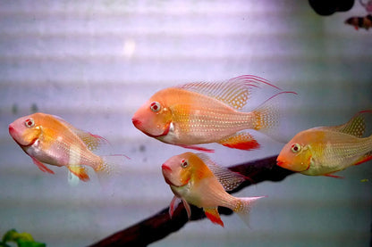 Albino Geophagus Heckelii- Albino Threadfin Acara 2.5"-3"