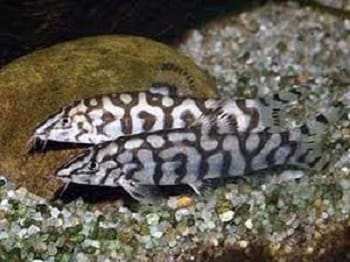 Pakistani Loach Yoyo Loach (Botia almorhae)