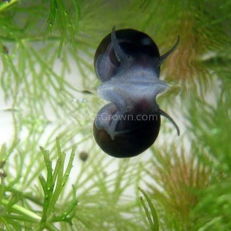 Zebra Nerite Snails 3 Pack