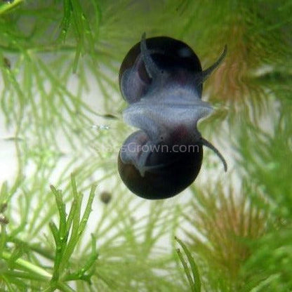 Zebra Nerite Snails 3 Pack