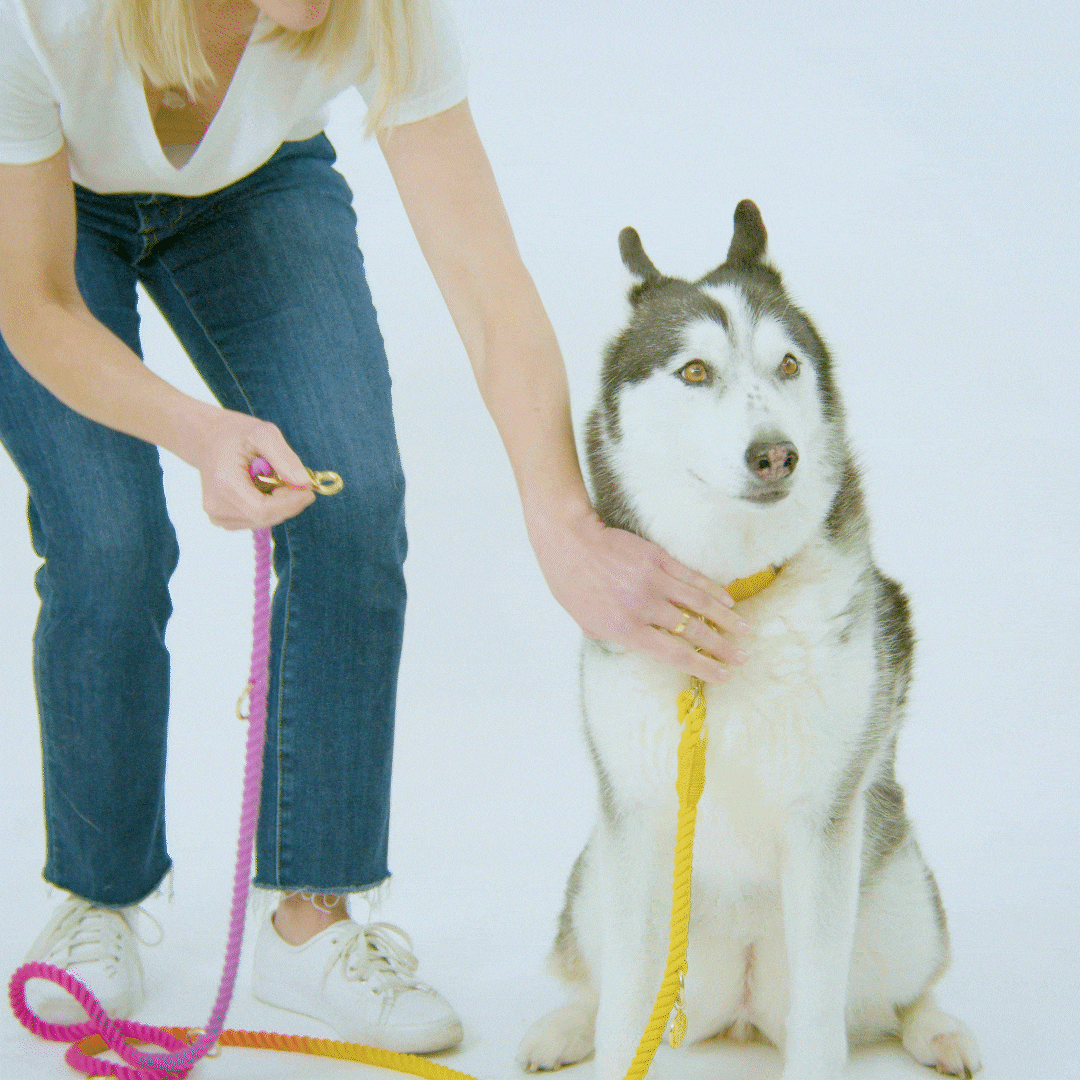 Alexandria Hands-Free Rope Dog Leash