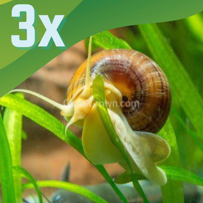 Albino Mystery Snail