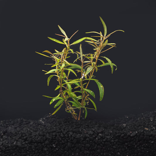 Hygrophila araguaia