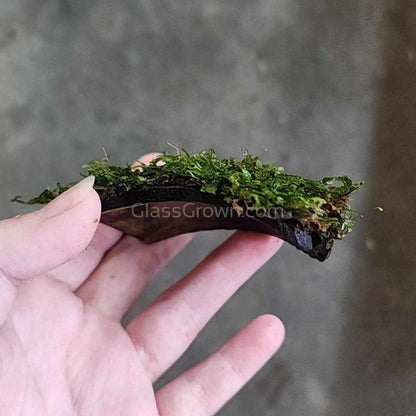 Java Moss Coconut Mats