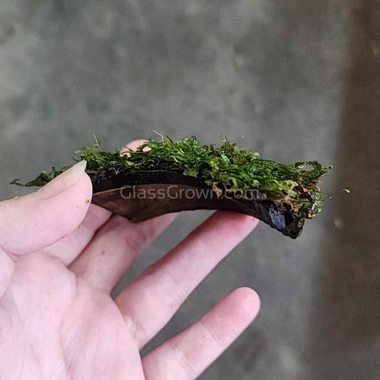 Java Moss Coconut Mats