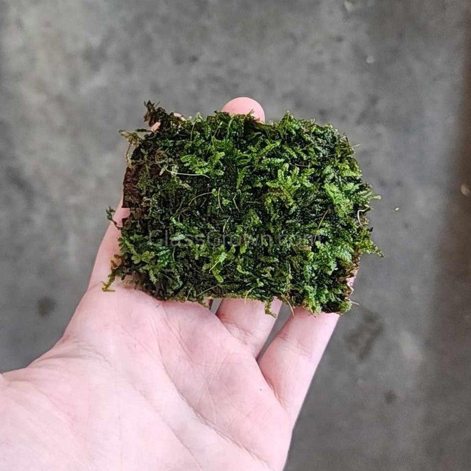 Java Moss Coconut Mats