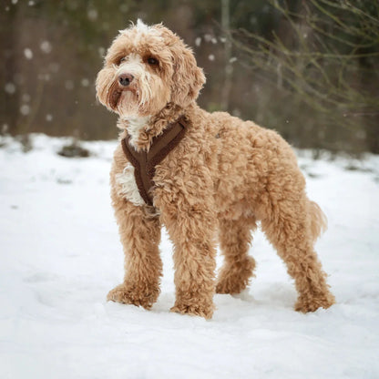 'Clay' - Sherpa Dog Harness