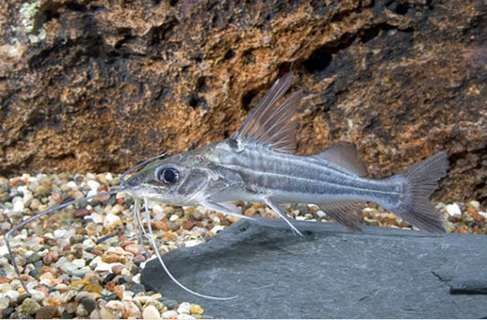 Four Line Pictus Catfish