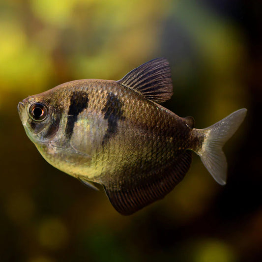 Black Tetra PACK OF 6