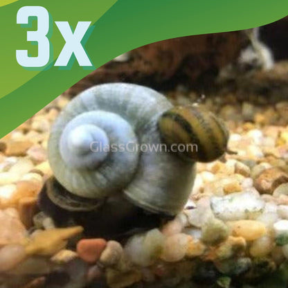 Blue Mystery Snail