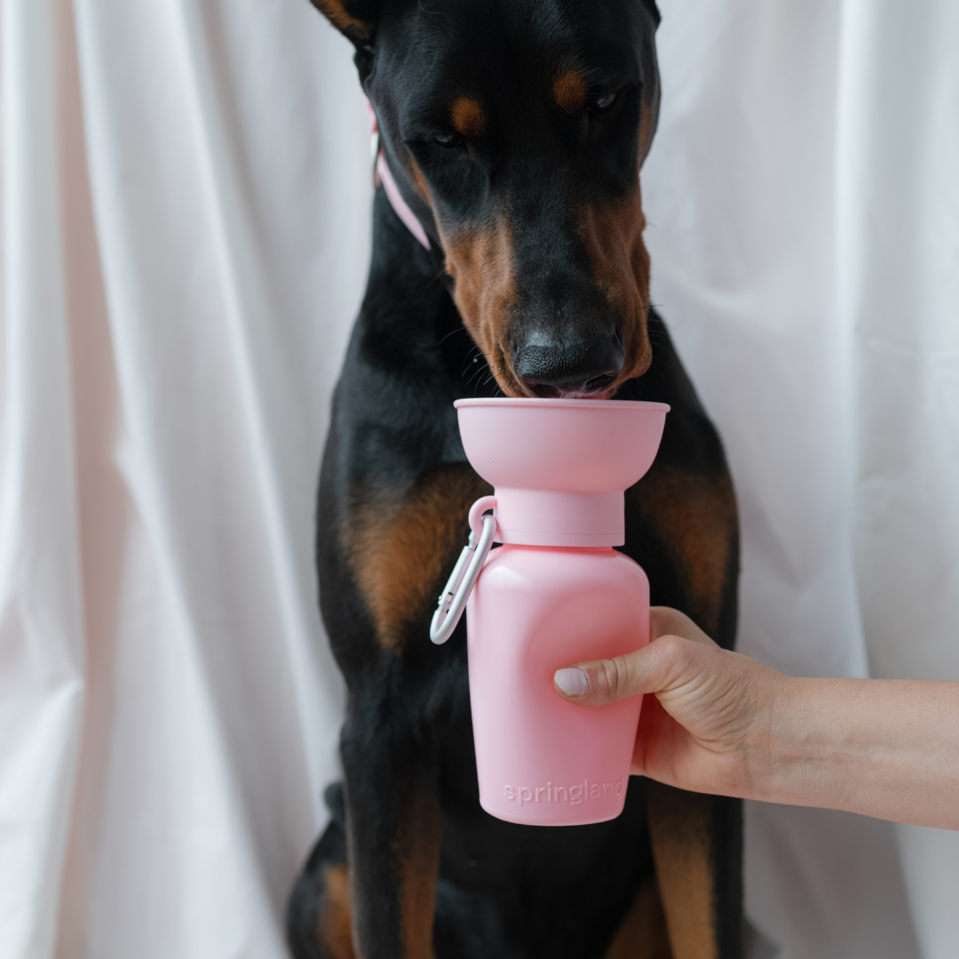 20oz Flip Dog Travel Water Bottle