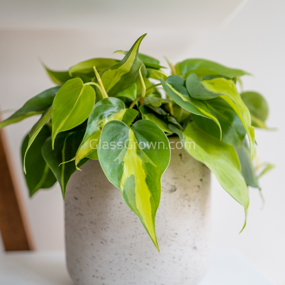 Philodendron 'Brasil'