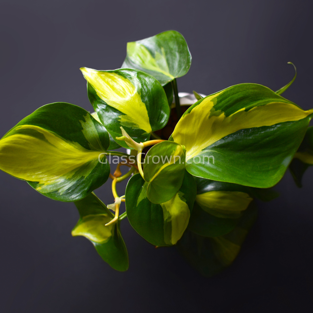 Philodendron 'Brasil'