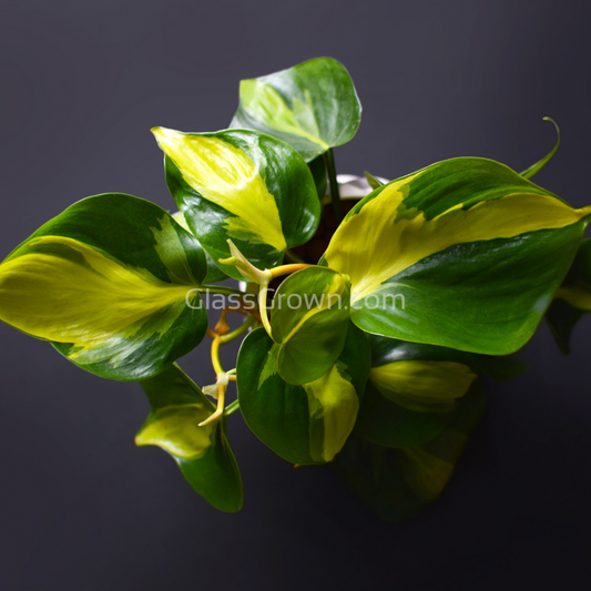 Philodendron 'Brasil'