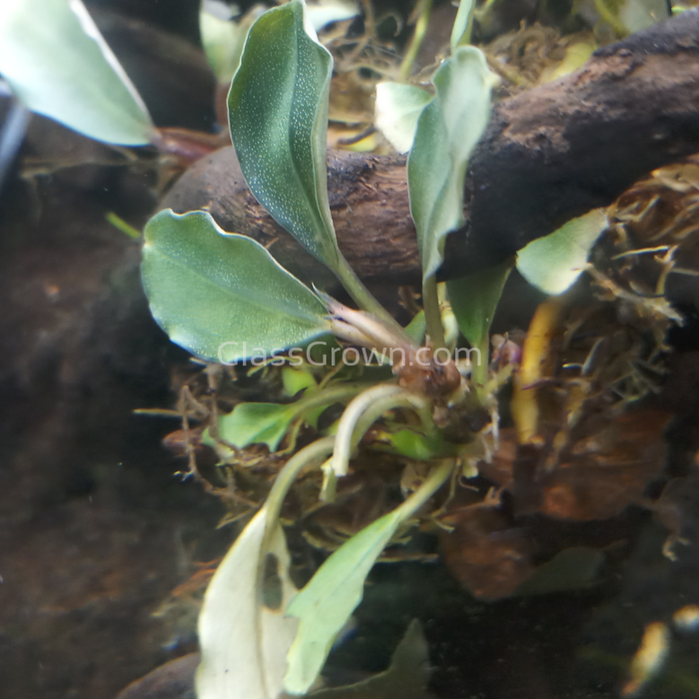 Mystery Buce Mini